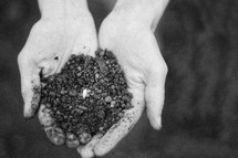 seeds in soil in cupped hands