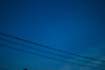 birds on a wire 
