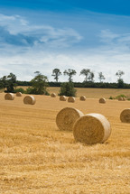 Rolls of hay
