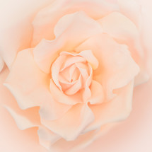 pink rose background 