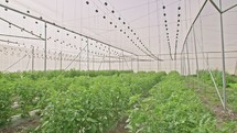 Vegetables growing in a large greenhouse.