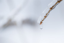 melting ice on a branch 