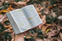 reading a Bible over fall leaves on at the ground 