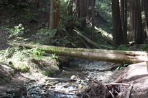 fallen tree over a stream 