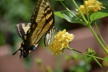 butterfly on lantana flowers 