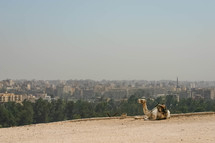 resting camel and view of an Egyptian city 