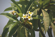 flowering tropical plant 