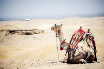 camel in the desert in Egypt 