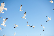 seagulls in flight in a blue sky 