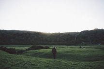 a man walking through a sheep pasture in New Zealand 