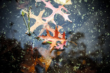 fall leaves floating on water 