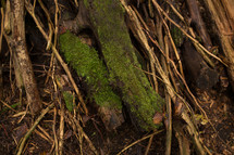 moss on logs 