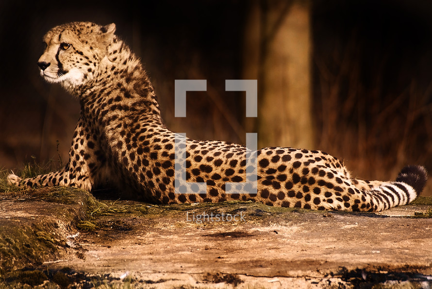 resting cheetah 