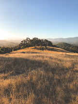 brown grasses and trees on a hilltop 