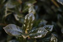 glossy holly leaves 