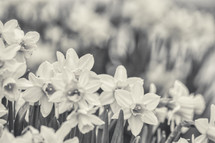 spring daffodils in black and white 