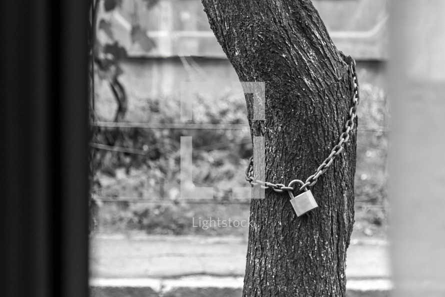 Protected tree. Nature safety. Black and white image
