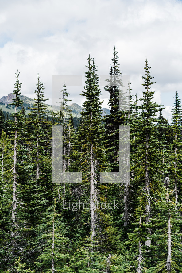 forest on Mt Rainier 