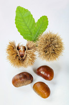 chestnuts 