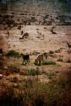 Sheep in the Desert in Southern Israel.