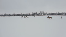 Drone following deer in the snow in an overcast wintry scene. 