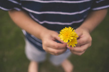 boy child holding a dandelion 