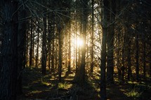 sunburst through a forest 