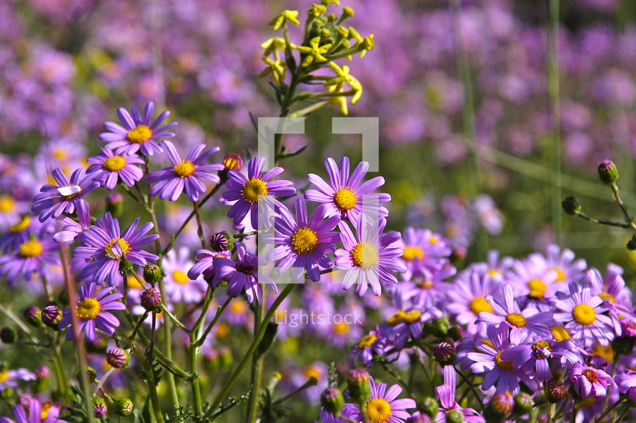 purple daisies in spring