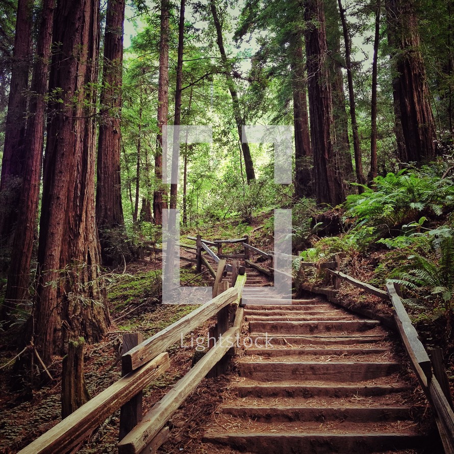 Wooden steps lined with wooden hand rail leading into heavily treed forest.