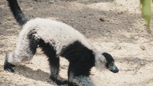 Black-And-White Ruffed Lemur Lying on The Ground While Other Walking Away. 	

