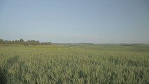 Tracking shot of a large green wheat field during spring time