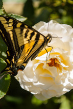 Butterfly on a camellia flower