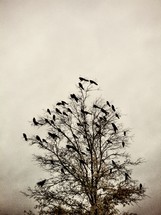 Blackbirds in barren tree