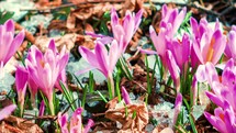 Detail of Crocus flowers bloom fast in forest meadow in spring Time lapse
