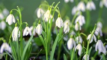 Fresh Snowdrop flowers with dew condensation bloom fast in sunny spring morning growing time lapse