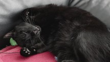 Black Cat Calmly Sleeping On The Couch. - close up shot