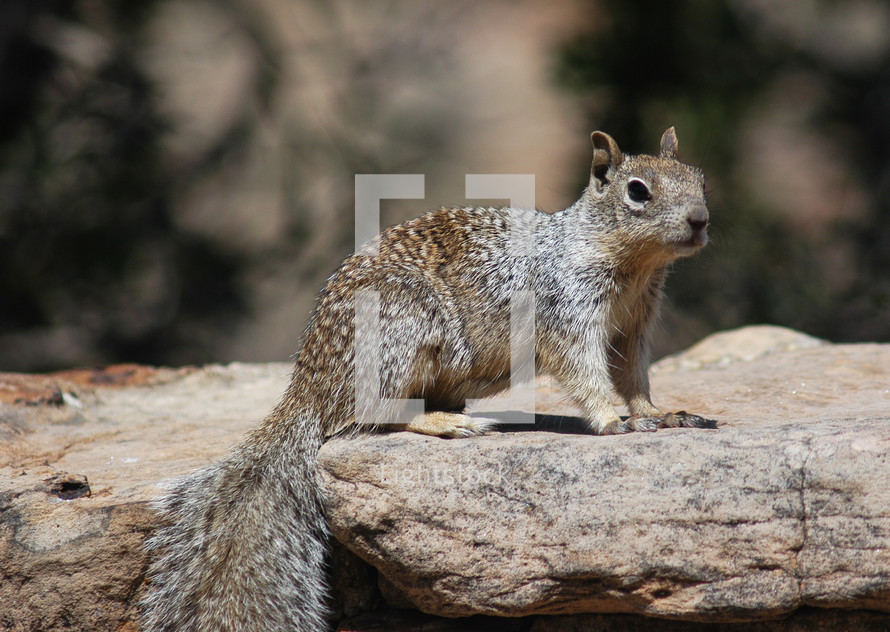 A squirrel on a rock.  Animal, nature