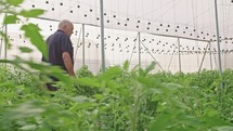 Steadycam shot of an old farmer walking in a greenhouse