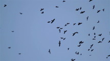 Flying crows silhouettes
