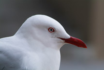 head of a seagull