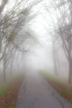 Fog and park trail