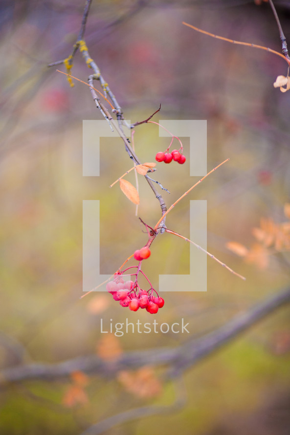 Winter berries on a branch