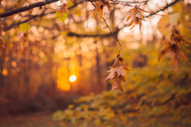 golden sunlight in an autumn forest 