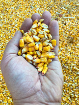 harvesting corn 