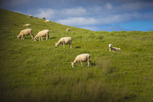 grazing sheep 