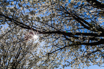 Tree blooming in the Spring sun flare cherry blossom