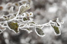 Ice and snow covering tree branch