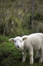 a lost lamb 