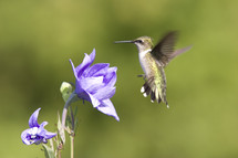 humming bird approaching a flower