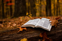 opened Bible on a fallen tree trunk
